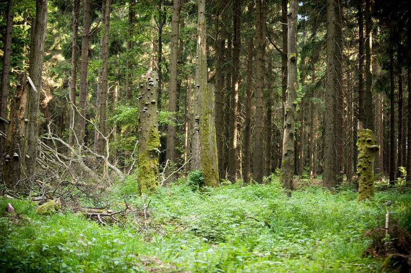 Blick in Fichtenwald mit kleiner Lichtung