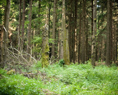 Blick in Fichtenwald mit kleiner Lichtung