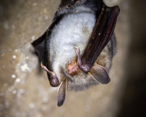 Fledermaus Großes Mausohr hängt von Höhlendecke