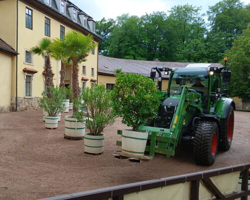 Traktor mit Gabel transportiert einen hölzernen Pflanzkübel