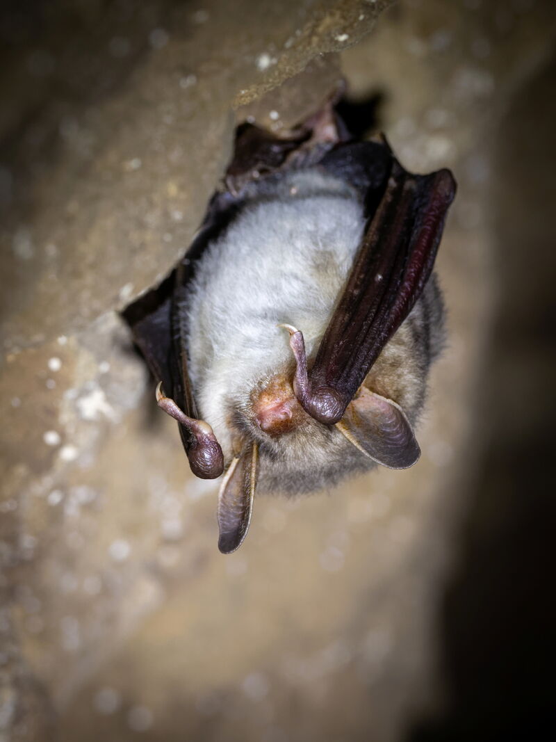 Fledermaus Großes Mausohr hängt von Höhlendecke