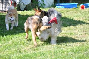 drei spielende Welpen verschiedener Rassen auf Hundesportplatz