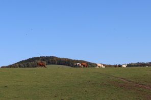 Wiese, Weise, Kühe vor Berg und blauem Himmel