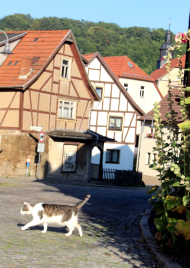 Katze läuft über Pflasterstraße mit Fachwerkhäusern im Hintergrund